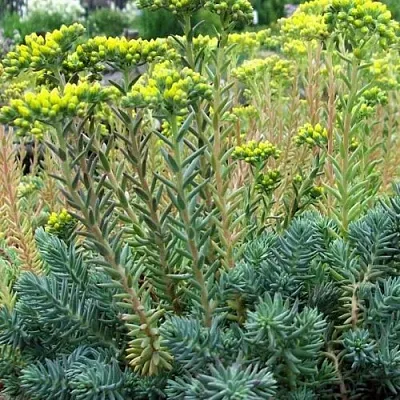 Очиток (седум) отогнутый в Новосибирске