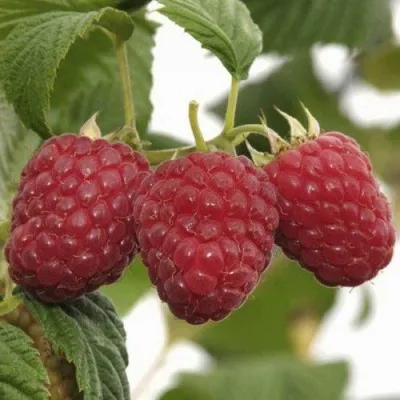 Малина ГУСАР — описание сорта Малина ГУСАР в Новосибирске