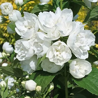 Жасмин махровый в Новосибирске