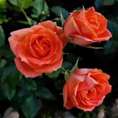 Саженцы роз ОРАНЖ ДЖЕВЕЛ миниатюрная в Новосибирске