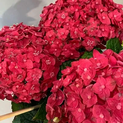 Гортензия ЭНДЛЕСС САММЕР ЛАВ крупнолистная в Новосибирске