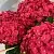 Гортензия ЭНДЛЕСС САММЕР ЛАВ крупнолистная в Новосибирске