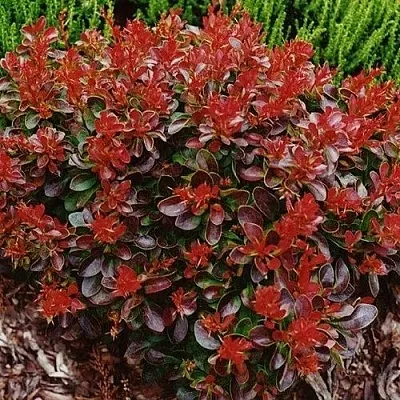 Барбарис КАРМЕН тунберга  Барбарис КАРМЕН тунберга в Новосибирске