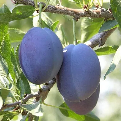 Слива СТЭНЛИ  Слива СТЭНЛИ в Новосибирске