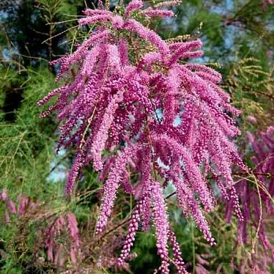 Тамарикс ПИНК КАСКАД  Тамарикс ПИНК КАСКАД в Новосибирске