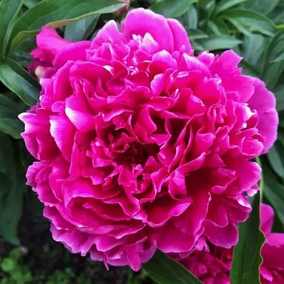 Пион КАРЛ РОЗЕНФЕЛЬД травянистый  Пион КАРЛ РОЗЕНФЕЛЬД травянистый в Новосибирске