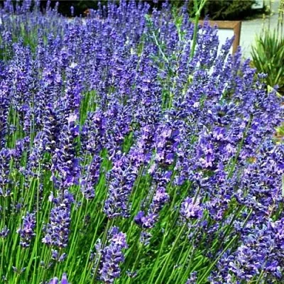 Лаванда ФЕНОМЕНАЛ узколистная  Лаванда ФЕНОМЕНАЛ узколистная в Новосибирске