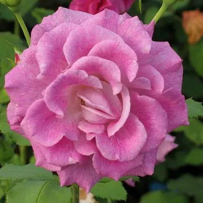 Саженцы роз ВИОЛЕТТА чайно-гибридная в Новосибирске