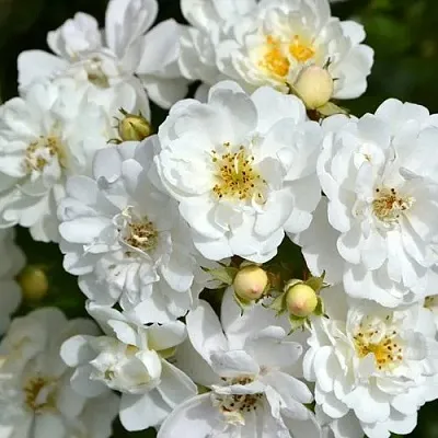 Саженцы роз ГИРЛЯНДА ДЕ АМУР мускусная в Новосибирске