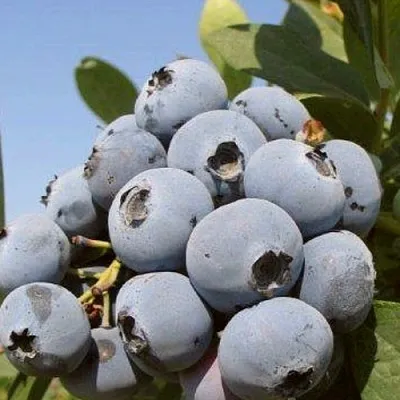 Голубика ЦУКЕР ТРАУБЕ в Новосибирске