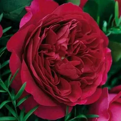 Саженцы роз КЕЙТ английская в Новосибирске