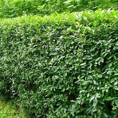 Бирючина обыкновенная  Бирючина обыкновенная в Новосибирске