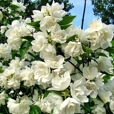 Жасмин ДЕНИСКИНЫ РАССКАЗЫ  Жасмин ДЕНИСКИНЫ РАССКАЗЫ в Новосибирске