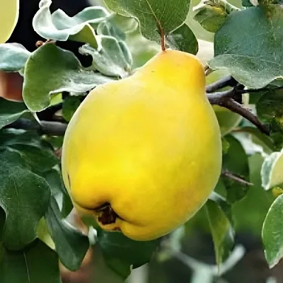 Айва МИР  Айва МИР в Новосибирске