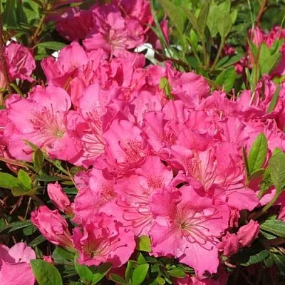 Азалия КИРСТИН японская  Азалия КИРСТИН японская в Новосибирске