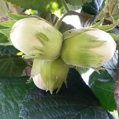 Фундук ЮННАТ  Фундук ЮННАТ в Новосибирске