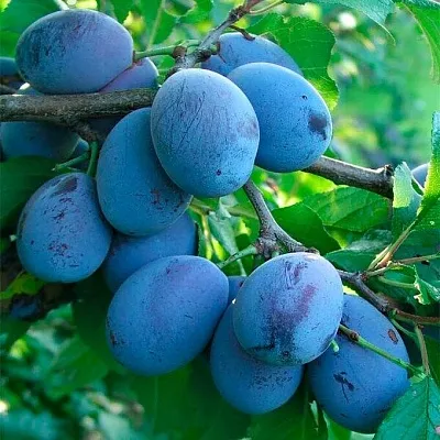 Синяя   Синяя  в Новосибирске