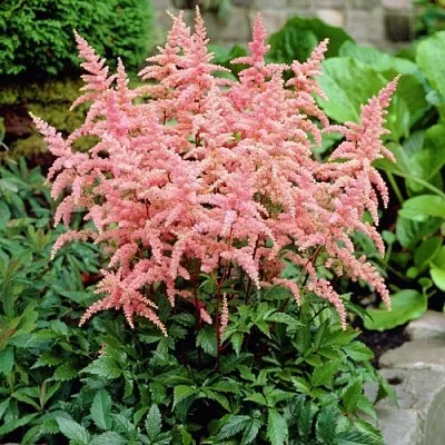 Астильба БРЕССИНГЕМ БЬЮТИ Арендса  Астильба БРЕССИНГЕМ БЬЮТИ Арендса в Новосибирске