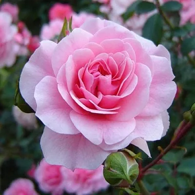 Саженцы роз БОНИКА флорибунда  Саженцы роз БОНИКА флорибунда в Новосибирске