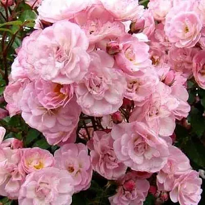 Саженцы роз ХЕВЕНЛИ ПИНК мускусная в Новосибирске