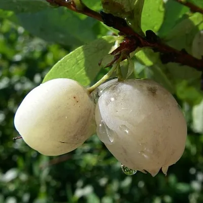 Голубика СНЕГУРОЧКА в Новосибирске