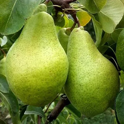 Груша НОЯБРЬСКАЯ ЗИМНЯЯ в Новосибирске