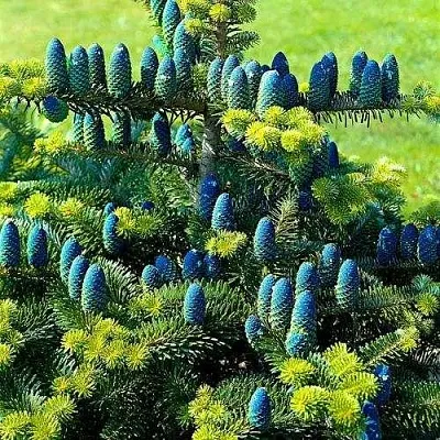 Пихта корейская  в Новосибирске