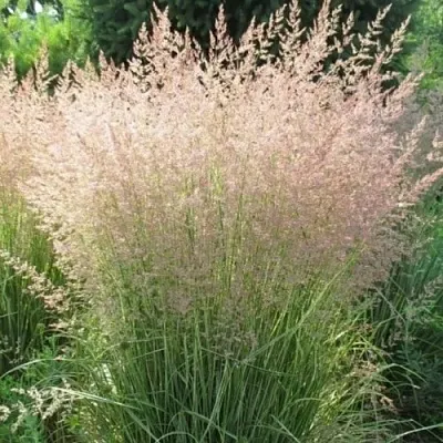 Вейник ОВЕРДАМ остроцветковый  Вейник ОВЕРДАМ остроцветковый в Новосибирске