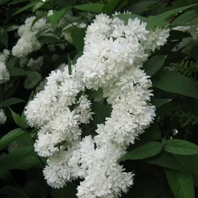 Дейция КАНДИДИССИМА шершавая  Дейция КАНДИДИССИМА шершавая в Новосибирске