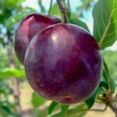 Слива АНЖЕЛИНО  Слива АНЖЕЛИНО в Новосибирске