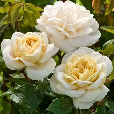 Саженцы роз ДЖЕЙ ПИ КОННЕЛ шраб в Новосибирске