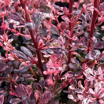 Барбарис АРЛЕКИН тунберга  Барбарис АРЛЕКИН тунберга в Новосибирске