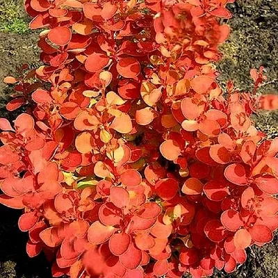 Барбарис ОРАНЖ ФАЙЕР тунберга  Барбарис ОРАНЖ ФАЙЕР тунберга в Новосибирске