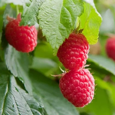 Малина МАРАВИЛЛА  Малина МАРАВИЛЛА в Новосибирске