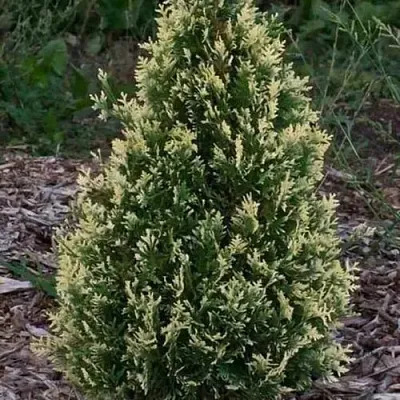 Туя БРАБАНТ ВАРИЕГАТТА западная в Новосибирске