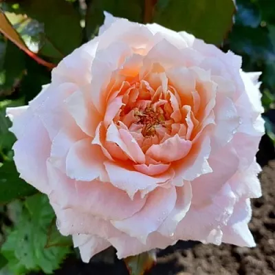 Саженцы роз ТСУМУГИ японская в Новосибирске