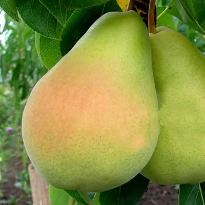 Груша ВИКТОРИЯ в Новосибирске