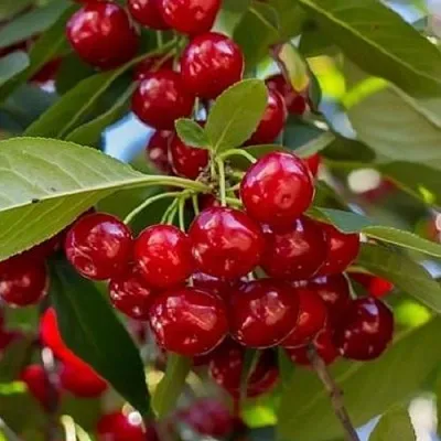 Вишня ГИРЛЯНДА в Новосибирске