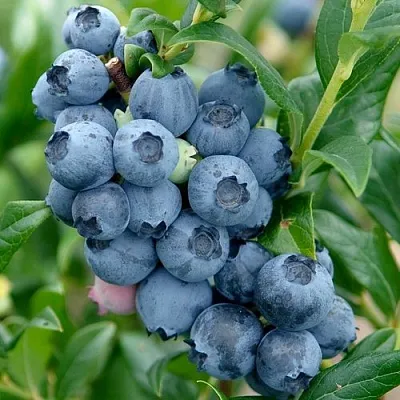 Голубика ХАРДИБЛЮ  Голубика ХАРДИБЛЮ в Новосибирске