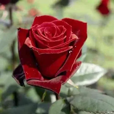 Саженцы роз ТАБУ чайно-гибридная в Новосибирске