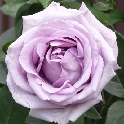 Саженцы роз ИНДИГОЛЕТТА плетистая  Саженцы роз ИНДИГОЛЕТТА плетистая в Новосибирске