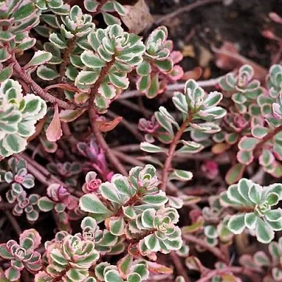 Очиток (седум) ТРИКОЛОР ложный в Новосибирске