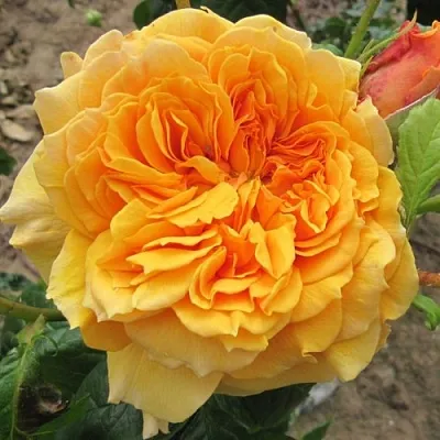 Саженцы роз ЛЕА ТУТУ шраб в Новосибирске