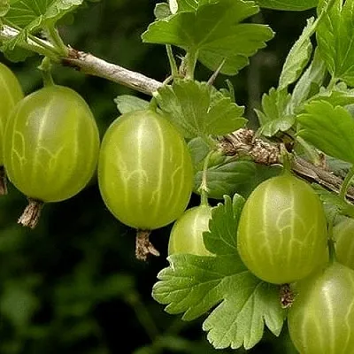 Крыжовник УРАЛЬСКИЙ БЕСШИПНЫЙ в Новосибирске