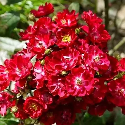 Саженцы роз АЛЬБЕРИХ полиантовая в Новосибирске