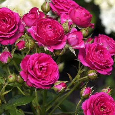 Саженцы роз БЕБИ КРИМСОН миниатюрная в Новосибирске