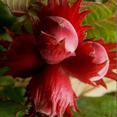 Фундук БАГРЯНЕЦ  Фундук БАГРЯНЕЦ в Новосибирске