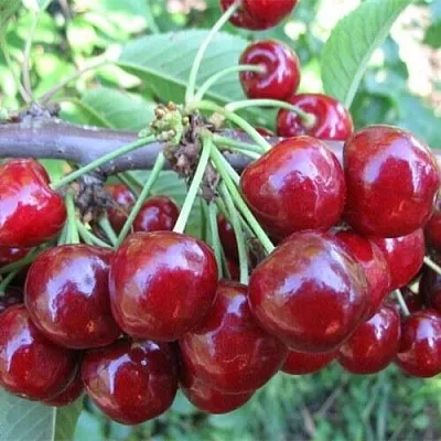 Вишня ДЕСЕРТНАЯ МОРОЗОВОЙ в Новосибирске