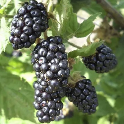 Ежемалина МАРИОН  Ежемалина МАРИОН в Новосибирске