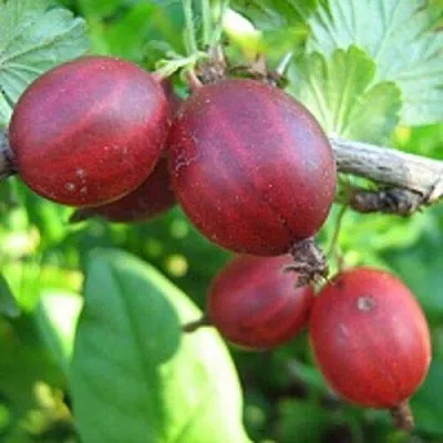 Крыжовник ЩЕДРЫЙ в Новосибирске